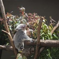 316-4834 San Diego Zoo - Koala Eating